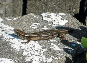  ??  ?? Northern grass skinks, above, are the most abundant skink in Wellington and Nelson and are often seen basking on sunny days.