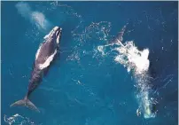  ?? THE NEW YORK TIMES FILE PHOTO ?? The Internatio­nal Union for Conservati­on of Nature said fewer than 250 North Atlantic Right Whales were believed to be alive in 2018, marking a 15 per cent drop since 2011.