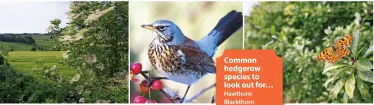  ??  ?? Natural havens: Pictured from top left, hedgerows of sloe blossom and elderflowe­r and a fieldfare and butterfly enjoying the bountiful fruits and nectar that hedgerows provide