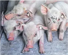  ?? FOTO: DPA ?? „Am Ende ist immer der Bauer der Dumme“: Die Ferkelkast­ration trägt nicht dazu bei, das Ansehen der Landwirte zu steigern.