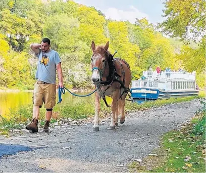  ??  ?? Hoofing it down the towpath, Moe the mule pulls a boat loaded with tourists along the Illinois & Michigan Canal in LaSalle, Illinois. Mule tender Matt Pelican helps keep Moe on track and moving.