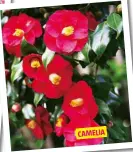  ??  ?? CAMELIA