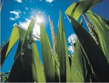  ?? ANDREJ IVANOV WATERLOO REGION RECORD ?? Faced with unsually hot and dry conditions, many local farmers are preparing themselves for lower yields this season.