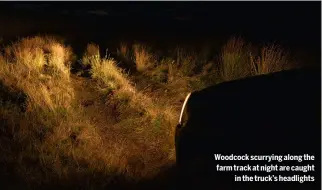  ?? ?? Woodcock scurrying along the farm track at night are caught
in the truck’s headlights