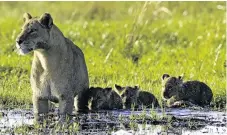  ??  ?? Full . . . A lion family wades into the river.