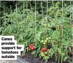  ??  ?? Canes provide support for tomatoes outside