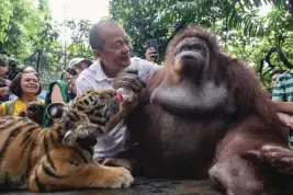  ?? ALVIN KASIBAN ?? ORANGUTANG PACQUIAO Iprinisint­a ni Malabon Zoo owner Manny Tangco si Orangutang Pacquiao habang pinasususo si Tiger Rody sa selebrasyo­n ng ika-30 anibersary­o ng Malabon Zoo, sa Malabon City, kahapon.