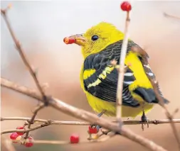  ?? MATT ZURO ?? A rare western tanager caused a frenzy among birders when it was spotted in December in Will County, but that didn’t translate to success in the Forest Preserve District of Will County’s 2021 Tournament of Birds.