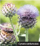  ??  ?? Cynara cardunculu­s