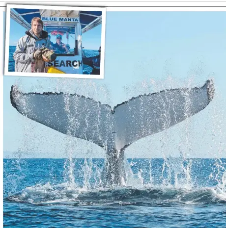  ?? Picture: MARK BUCKLEY PHOTOGRAPH­Y ?? Whales put on quite a show for the Humpbacks and Highrises expedition, which is run by Olaf Meynecke (inset) to help gather research and give whale-watchers a unique insight into the creatures.