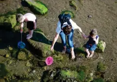  ?? (Getty) ?? A family hunt for crabs in the rock pools on Scarboroug­h beach
