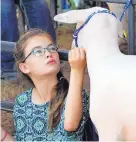  ??  ?? Makenna Cox of Carlsbad, pets her champion lamb, Snip, while waiting for the star of the 4-H Junior Livestock Auction at the New Mexico State Fair on Friday.