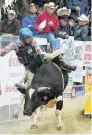  ??  ?? Hardened up . . . Sam Church competes in the open bull ride at the Outram Rodeo, despite a severely injured foot.