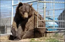  ?? NWA Democrat-Gazette/JASON IVESTER ?? Huggy, a Russian brown bear, rests in his enclosure last month at Turpentine Creek Wildlife Refuge in Eureka Springs. Huggy was one of the five bears rescued last year from a failing zoo in Colorado. The “Cats at the Castle” benefit Saturday will help...