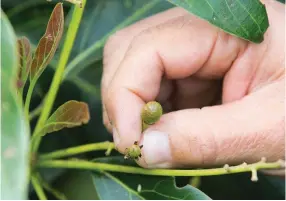  ??  ?? El origen de plantas de aguacate Hass debe ser certificad­a.