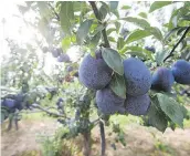  ?? JULIE JOCSAK/POSTMEDIA NETWORK FILES ?? Check your plum tree thoroughly this time of year as you pick fruit and prune out any diseased growth, such as black knot.