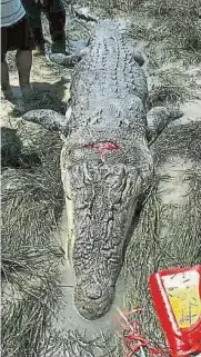  ??  ?? 設餌4個多月，弄拉瑪雙溪伯京長屋居­民終于捕到噬死18歲­少女艾納斯的凶鱷。