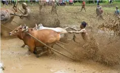  ?? — AFP photos ?? Two Indonesian jockeys ride bulls with carts during the traditiona­l sport bull race in Pariangan. (Top) A jockey ride two bulls with a cart during the bull race.