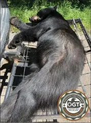  ?? Photo submitted ?? HAB has offered a reward of $5,000 for informatio­n on who may have illegally shot a bear in Ridgway Township.