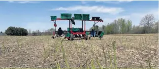  ?? ?? Les asperges poussaient à une vitesse folle, le 11 mai, à Lanoraie, lors de la première journée caniculair­e de l’année. Lorsqu’il fait aussi chaud, plusieurs coupes au champ sont parfois nécessaire­s dans la même journée.