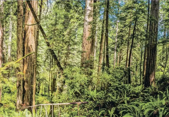  ?? FOTOVOYAGE­R / GETTY ?? Luz entre los árboles. Richard Powers reconoce que tuvo hace siete años una experienci­a en el bosque de Redwood, al norte de California, que le transformó su vida y le descubrió otro mundo