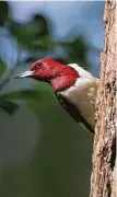  ?? Kathy Adams Clark / Contributo­r ?? The folk name for the red-headed woodpecker is patriot bird or flag bird. Look for them in areas with dead trees.