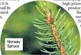  ??  ?? Norway Spruce