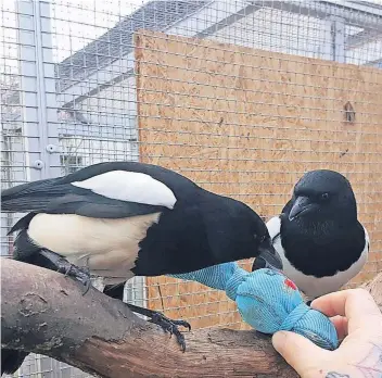  ?? FOTO: SANDRA THANE SCHNEIDER ?? Rudi mit der ebenfalls zahmen Elster Thalia in der Vogelvolie­re der „Pudelrosa Ranch“– idyllisch auf dem Land bei Stuttgart gelegen. Rudis Auswilderu­ng in Krefeld ist nicht wirklich gelungen. Nun hat er ein neues Zuhause.