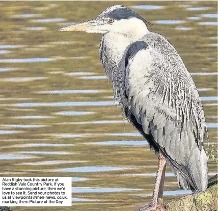  ??  ?? Alan Rigby took this picture at Reddish Vale Country Park. If you have a stunning picture, then we’d love to see it. Send your photos to us at viewpoints@men-news. co.uk, marking them Picture of the Day