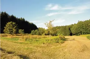  ?? Fotos: Martin Golling ?? Herbststim­mung auf der Alsmooser Pfarrwiese. Die Fläche ist heute Heimat für 48 verschiede­ne Pflanzen arten.