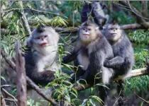  ?? PHOTOS BY CHEN CHUANGYE AND PROVIDED TO CHINA DAILY ?? Top and above: Yunnan snub-nosed monkeys are popular among people because of their humanlike faces with bright red lips.