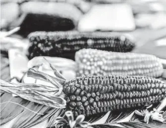  ?? RENÉ CORRALES ?? El registro más antiguo del maíz cultivado es de hace 6 mil 250 años