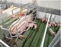  ?? ?? Farmers say farrowing crates prevent sows from crushing piglets, but animal welfare groups say it is cruel.