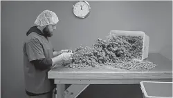  ?? Tim Tai/Philadelph­ia Inquirer/ TNS ?? ■ Assistant grower Joe Winkler de-stems marijuana buds June 6 in the processing room at the Compassion­ate Care Foundation medical marijuana dispensary and cutivation center in Egg Harbor Township, N.J.