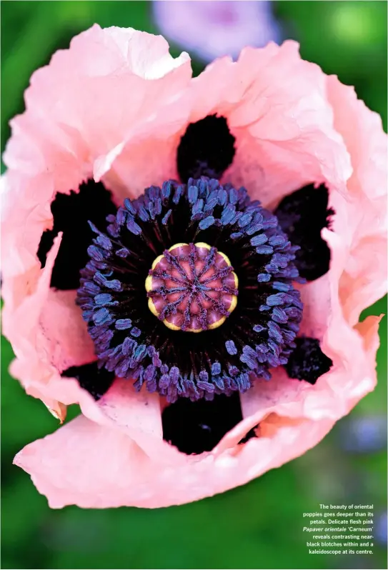  ??  ?? The beauty of oriental poppies goes deeper than its petals. Delicate flesh pink Papaver orientale ‘Carneum’ reveals contrastin­g nearblack blotches within and a kaleidosco­pe at its centre.