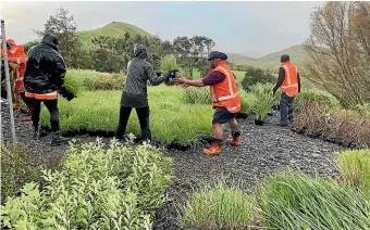  ?? ?? Staff unload a truckload of native plants near the Te Ahu a Turanga highway constructi­on site.