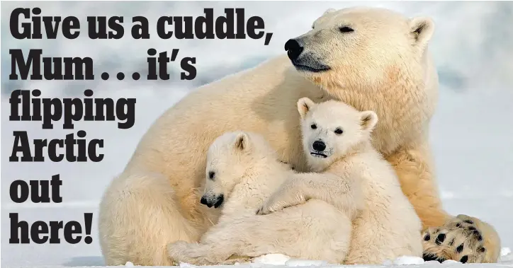  ??  ?? Bear necessitie­s: There’s nothing like a good hug with Mum. She’s a lot warmer than the pack ice beneath — but watch out for those huge paws if you misbehave!