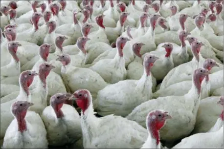  ?? MATT ROURKE — THE ASSOCIATED PRESS ?? This Wednesday file photo shows turkeys at a farm in Lebanon, Pa. To kill the possibilit­y of salmonella, cook birds to an internal temperatur­e of at least 165 degrees.