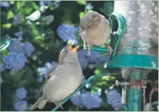  ?? Photograph: Angela Cassels ?? House sparrow had a very successful breeding season.