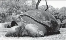  ?? / ?? SPEED was brought to the zoo to preserve the endangered species. He helped produce more than 90 offspring sent to other zoos.