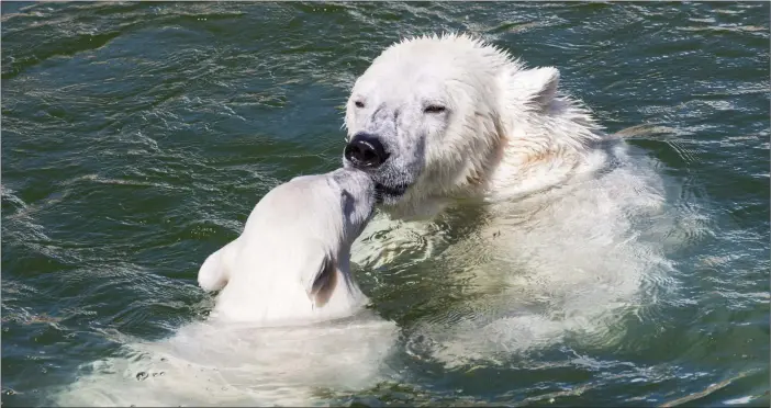  ?? FOTO: MARKO JUNTTILA ?? STOJAR. Isbjörnsun­gen leker tillsamman­s med sin mor Venus i Ranua djurpark.