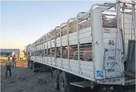  ??  ?? A faena. Una jaula de capones sale hacia un frigorífic­o cercano.