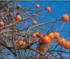  ?? PAM BAXTER — DIGITAL FIRST MEDIA ?? Persimmons make for a lovely fall treat.