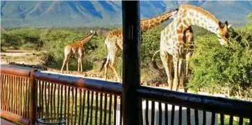  ??  ?? Family home: The Blyde Wildlife Estate in South Africa where giraffe roam free