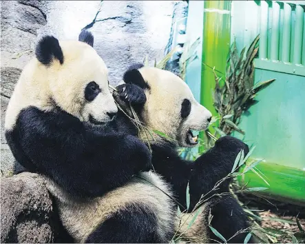  ?? PHOTO COURTESY OF JOE CHOWANIEC ?? The Calgary Zoo’s Panda Passage exhibit was constructe­d for $14-million for the pandas’ arrival.