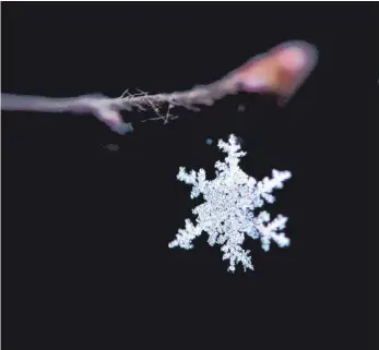  ?? FOTO: RALF HIRSCHBERG­ER/DPA ?? Wunder der Natur: Ein Schneekris­tall hat sich in einer Spinnwebe an einem Ast verfangen.