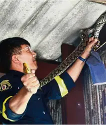  ??  ?? Back to the wild: Phinyo catching a python in a garage ceiling and National Parks and Wildlife Department officers (right) taking pythons to be loaded onto trucks and released in the wild in Bangkok. — AP