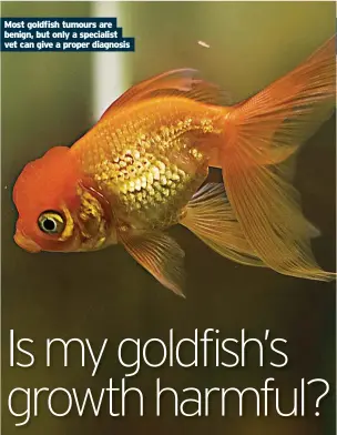  ??  ?? Most goldfish tumours are benign, but only a specialist vet can give a proper diagnosis