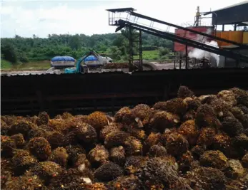  ?? PICHET CHURAK ?? Palm nuts being loaded at a processing plant in Surat Thani.
