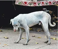  ??  ?? This photo shows a stray dog with a light blue hue on a street near the Kasadi River in the Taloja industrial zone in Mumbai. — AFP photo